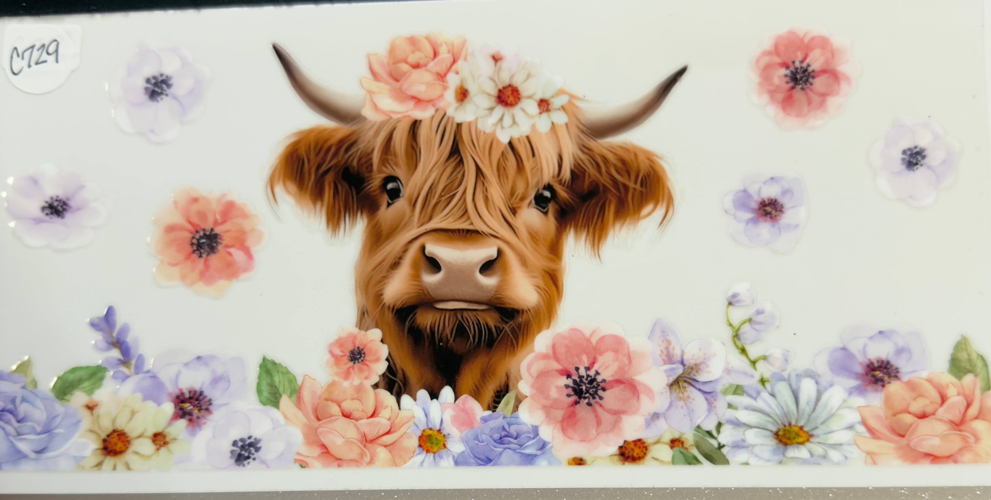 Cows
