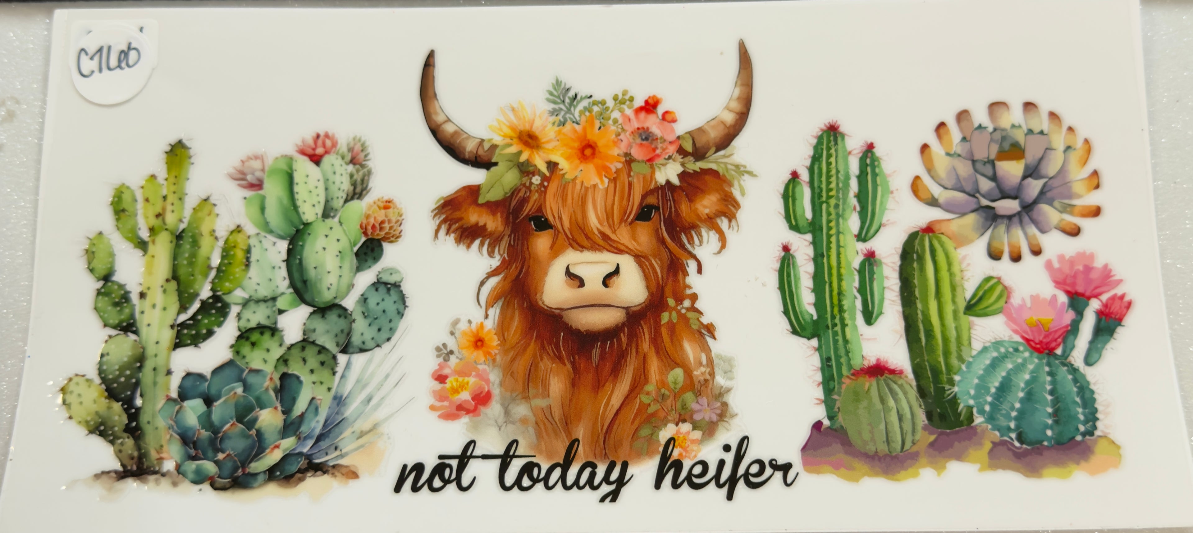 Cows