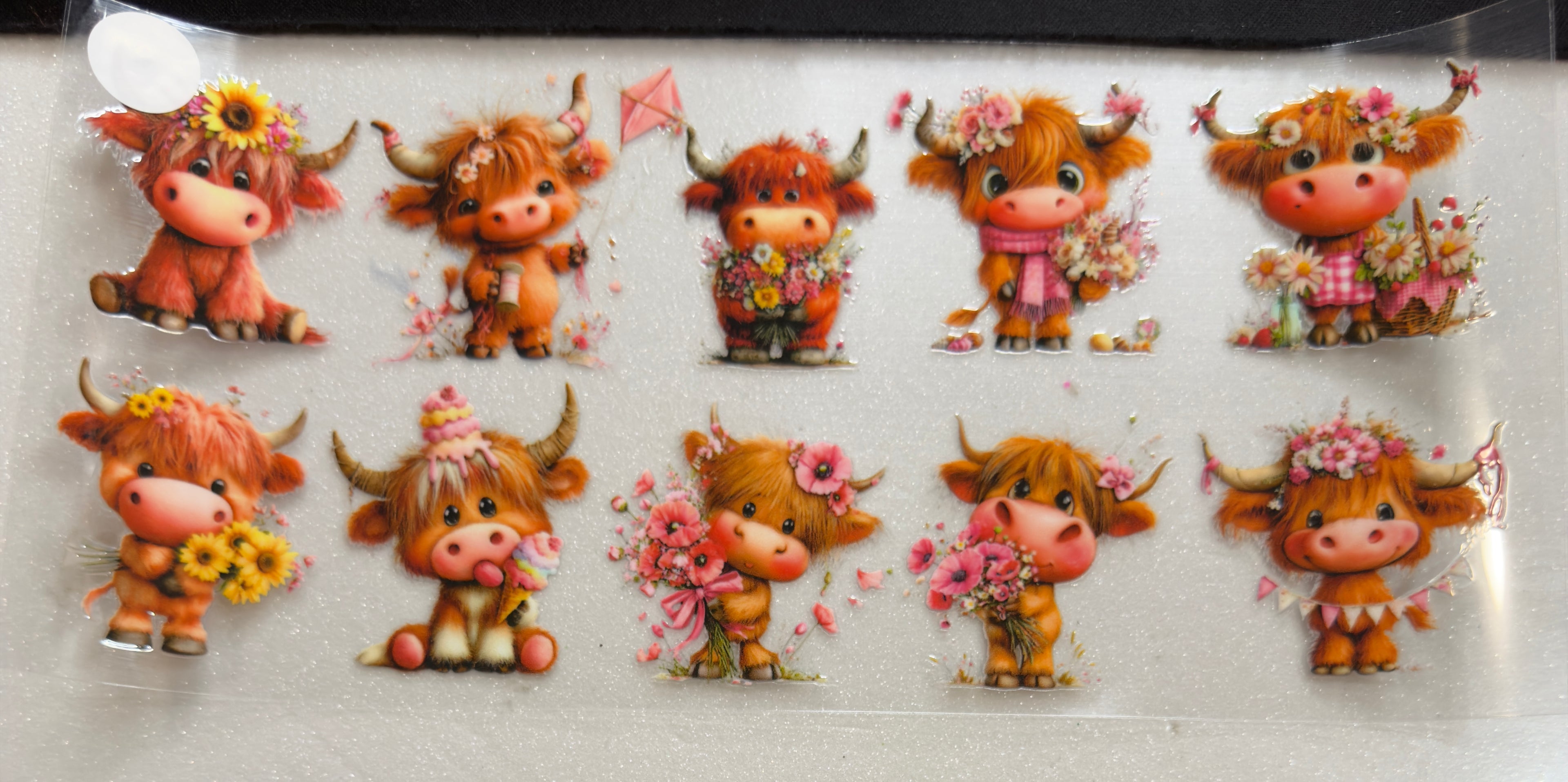 Cows