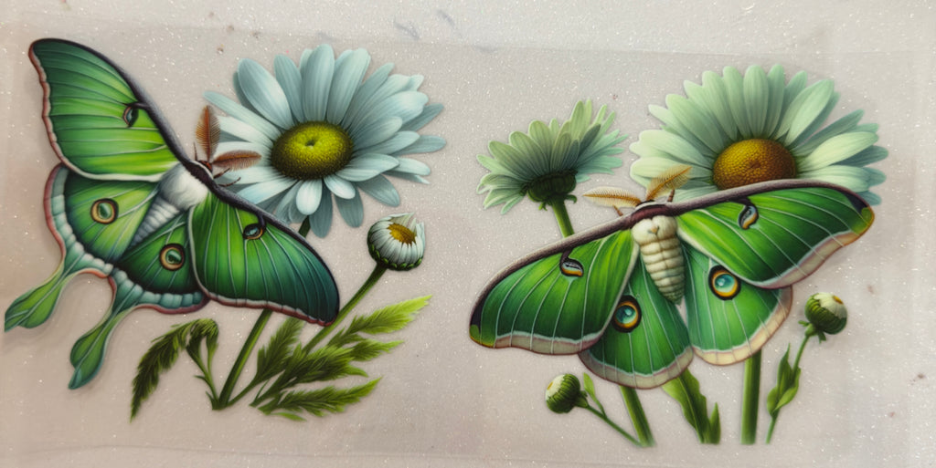 Moth