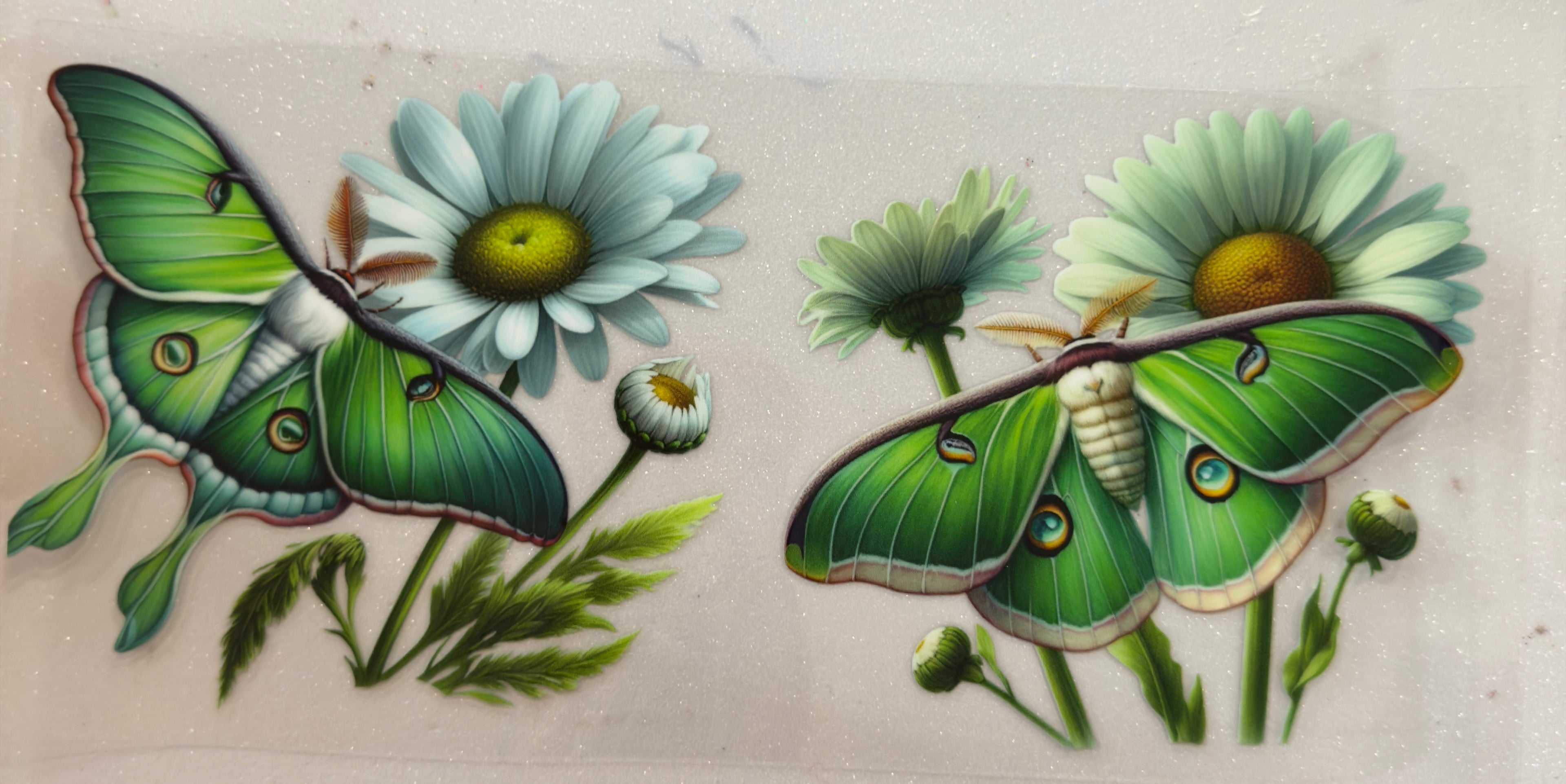 Moth